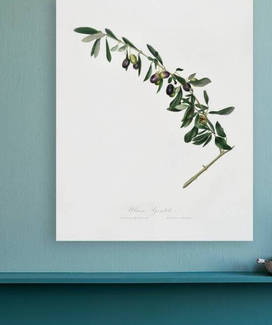 Olives Olea sativa Italica from Pomona Italiana 1817 - 1839 by Giorgio Gallesio 1772-1839.  by IStockHistory com