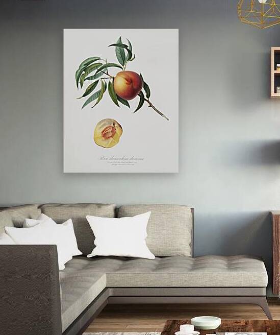Peach Persica julodermis from Pomona Italiana 1817 - 1839 by Giorgio Gallesio 1772-1839.  by IStockHistory com