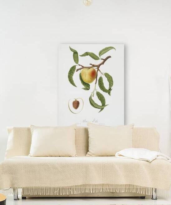 Peach Persica mali-formis from Pomona Italiana 1817 - 1839 by Giorgio Gallesio 1772-1839.  by IStockHistory com