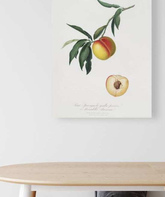 Peach Persica julodermis from Pomona Italiana 1817 - 1839 by Giorgio Gallesio 1772-1839.  by IStockHistory com