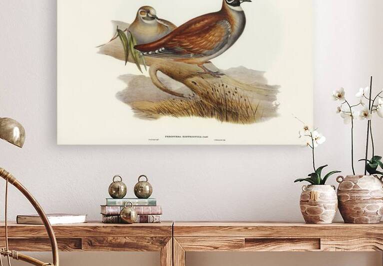 Harlequin Bronze-wing Peristera histrionica illustrated by Elizabeth Gould 1804–1841 for John Gould’s 1804-1881 Birds of Australia  by IStockHistory com