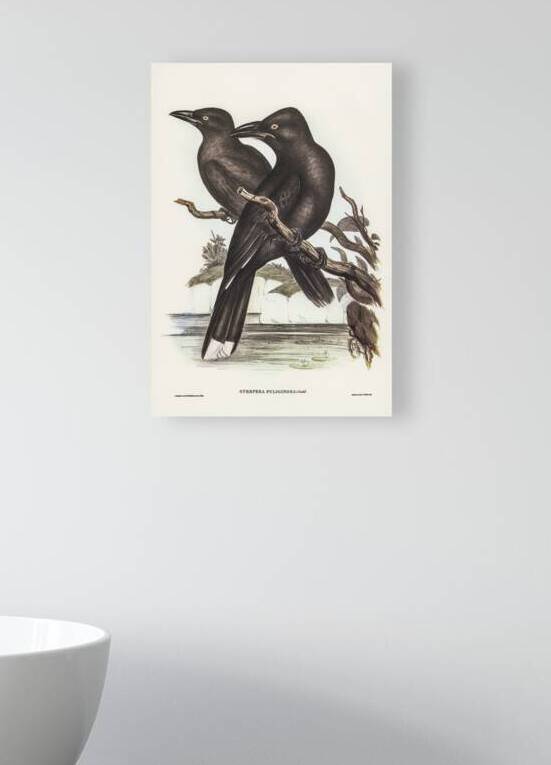 Sooty Crow-Shrike Strepera fuliginose illustrated by Elizabeth Gould 1804–1841 for John Gould’s 1804-1881 Birds of Australia  by IStockHistory com
