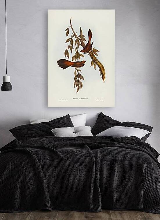Rufous-fronted Fantail Rhipidura rufifrons illustrated by Elizabeth Gould 1804–1841 for John Gould’s 1804-1881 Birds of Australia  by IStockHistory com