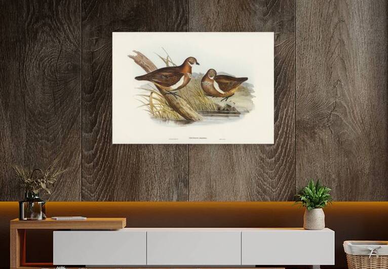 Smiths Partridge Bronze-wing Geophaps Smithii illustrated by Elizabeth Gould 1804–1841 for John Gould’s 1804-1881 Birds of Australia  by IStockHistory com