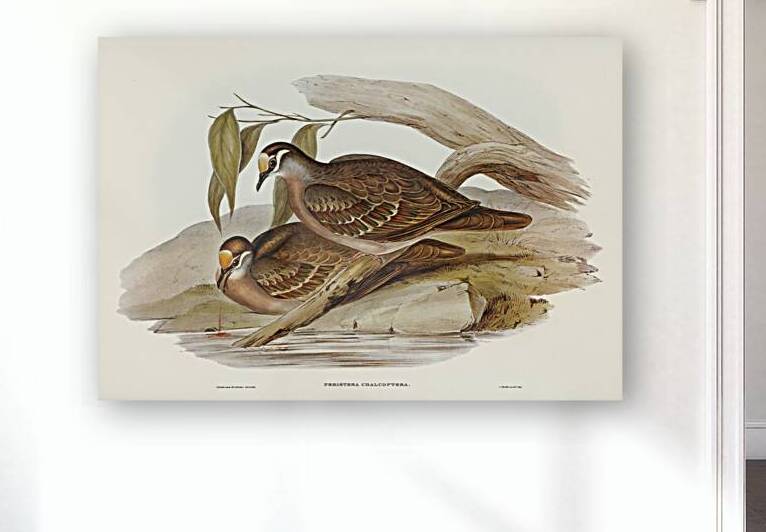 Bronze-winged Pigeon Peristera chalcoptera illustrated by Elizabeth Gould 1804–1841 for John Gould’s 1804-1881 Birds of Australia  by IStockHistory com