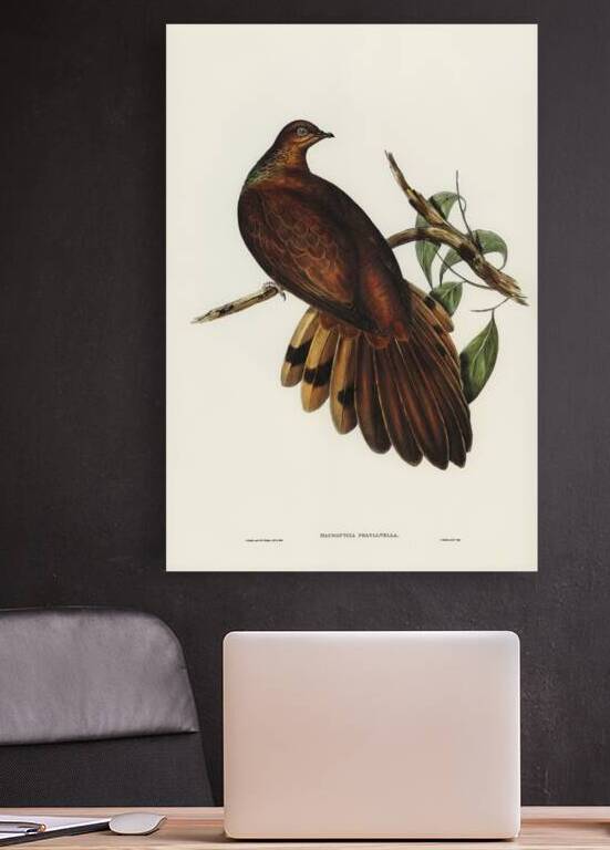 Pheasant-tailed Pigeon Macropygia Phasianella illustrated by Elizabeth Gould 1804–1841 for John Gould’s 1804-1881 Birds of Australia  by IStockHistory com