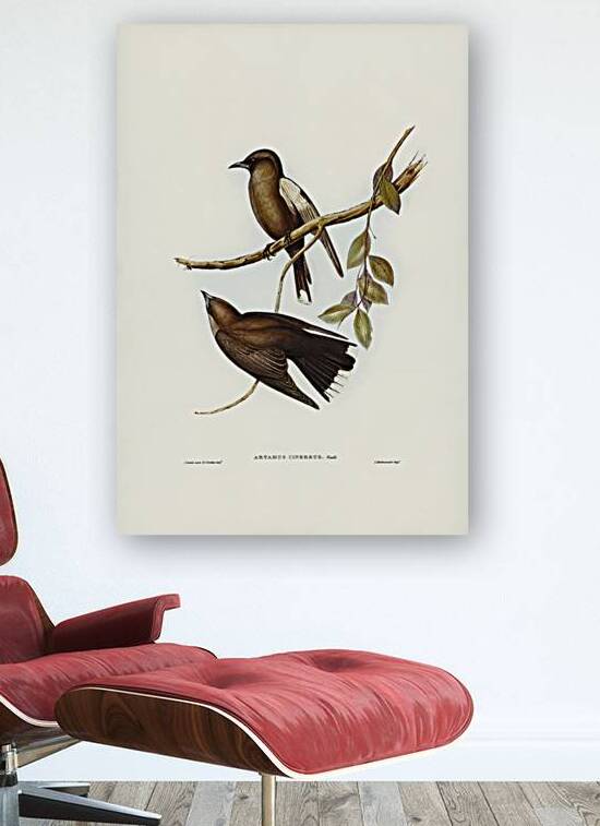 Grey-breasted Wood Swallow Artamus cinereous illustrated by Elizabeth Gould 1804–1841 for John Gould’s 1804-1881 Birds of Australia  by IStockHistory com