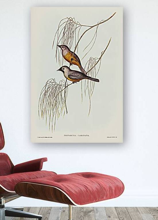 Carinated Flycatcher Monarcha carinata illustrated by Elizabeth Gould 1804–1841 for John Gould’s 1804-1881 Birds of Australia  by IStockHistory com