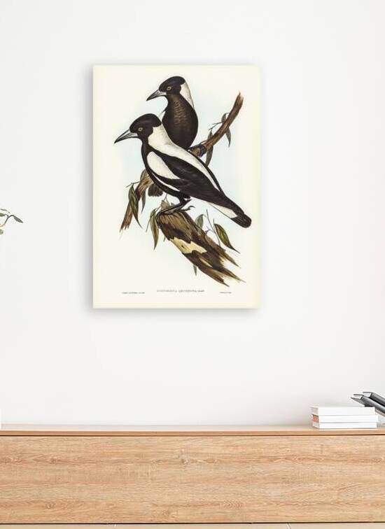 White-backed Crow-Shrike Gymnorhina leuconota illustrated by Elizabeth Gould 1804–1841 for John Gould’s 1804-1881 Birds of Australia  by IStockHistory com