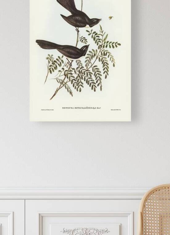 Black Fantailed Flycatcher Rhipidura Motacilloides illustrated by Elizabeth Gould 1804–1841 for John Gould’s 1804-1881 Birds of Australia  by IStockHistory com