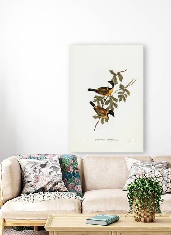 Black-tailed Pachycephala Pachycephala melanura illustrated by Elizabeth Gould 1804–1841 for John Gould’s 1804-1881 Birds of Australia  by IStockHistory com