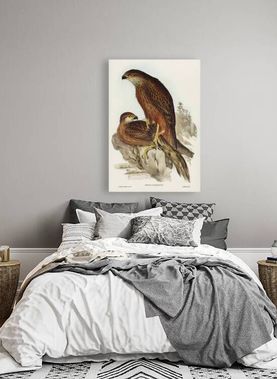 Radiated Goshawk Astur radintus illustrated by Elizabeth Gould 1804–1841 for John Gould’s 1804-1881 Birds of Australia  by IStockHistory com