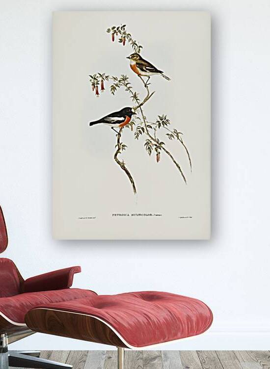 Scarlet-breasted Robin Petroica multicolor illustrated by Elizabeth Gould 1804–1841 for John Gould’s 1804-1881 Birds of Australia  by IStockHistory com