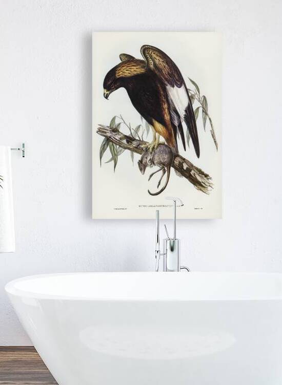 Black-Breasted Buzzard Buteo melanosternon illustrated by Elizabeth Gould 1804–1841 for John Gould’s 1804-1881 Birds of Australia  by IStockHistory com