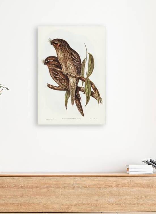 Black-Breasted Buzzard Buteo melanosternon illustrated by Elizabeth Gould 1804–1841 for John Gould’s 1804-1881 Birds of Australia  by IStockHistory com