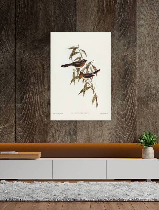 Black-fronted Flycatcher Monarcha trivirgata illustrated by Elizabeth Gould 1804–1841 for John Gould’s 1804-1881 Birds of Australia  by IStockHistory com