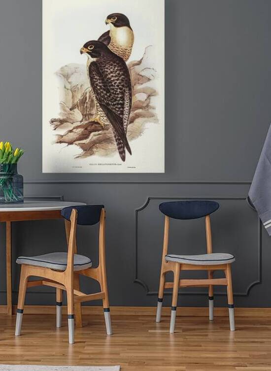 Black-cheeked Falcon Falco melanogenys illustrated by Elizabeth Gould 1804–1841 for John Gould’s 1804-1881 Birds of Australia  by IStockHistory com