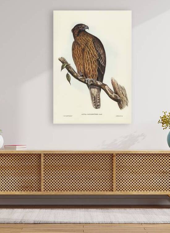 Little Australian Eagle Aquila Morphnoides illustrated by Elizabeth Gould 1804–1841 for John Gould’s 1804-1881 Birds of Australia  by IStockHistory com