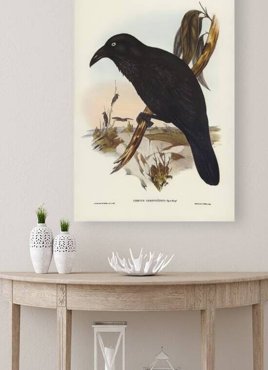 White-eyed Crow Corvus Coronoides illustrated by Elizabeth Gould 1804–1841 for John Gould’s 1804-1881 Birds of Australia  by IStockHistory com