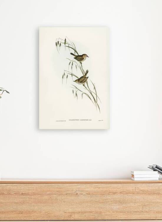 Field Reed Lark Calamanthus campestris illustrated by Elizabeth Gould 1804–1841 for John Gould’s 1804-1881 Birds of Australia  by IStockHistory com
