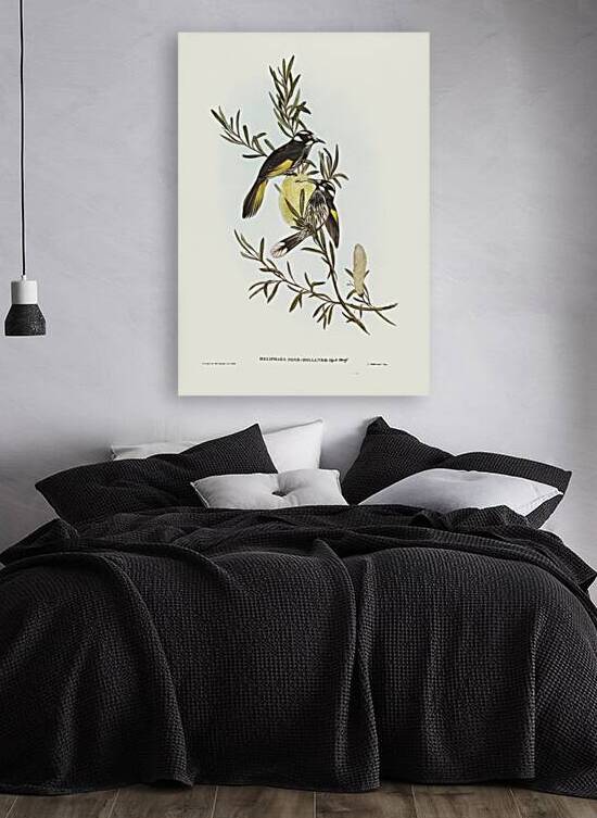 New Holland Honey-eaterillustrated by Elizabeth Gould 1804–1841 for John Gould’s 1804-1881 Birds of Australia  by IStockHistory com