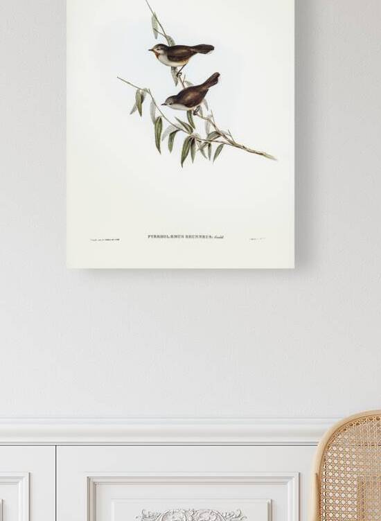 Brown Red-throat Pyrrholaemus brunneus illustrated by Elizabeth Gould 1804–1841 for John Gould’s 1804-1881 Birds of Australia  by IStockHistory com