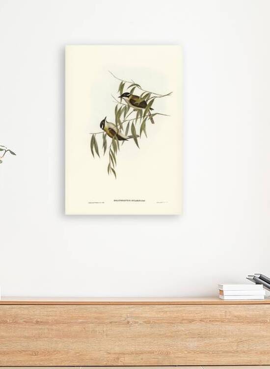 Black-throated Honey-eater Melithreptus gularis illustrated by Elizabeth Gould 1804–1841 for John Gould’s 1804-1881 Birds of Australia  by IStockHistory com
