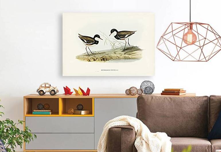 Banded Red Knee Erythrogonys cinctus illustrated by Elizabeth Gould 1804–1841 for John Gould’s 1804-1881 Birds of Australia  by IStockHistory com