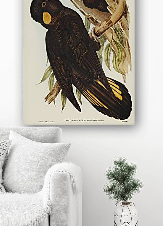 Yellow-eared Black Cockatoo Calyptorhynchus xanthonotus illustrated by Elizabeth Gould 1804–1841 for John Gould’s 1804-1881 Birds of Australia  by IStockHistory com
