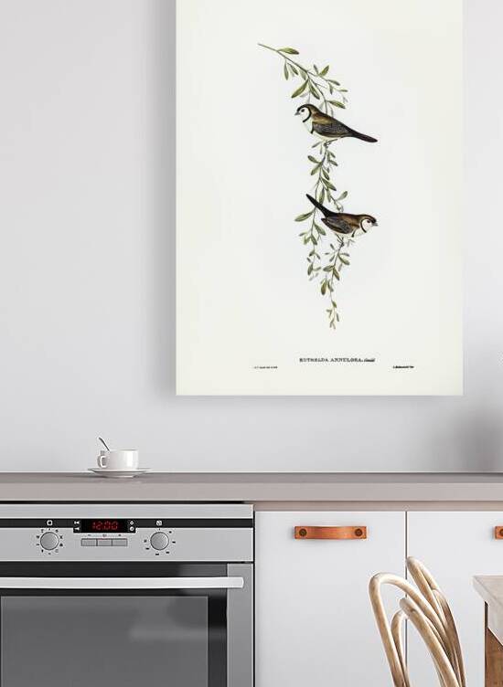 Black-rumped Finch Estrelda annulosa illustrated by Elizabeth Gould 1804–1841 for John Gould’s 1804-1881 Birds of Australia  by IStockHistory com