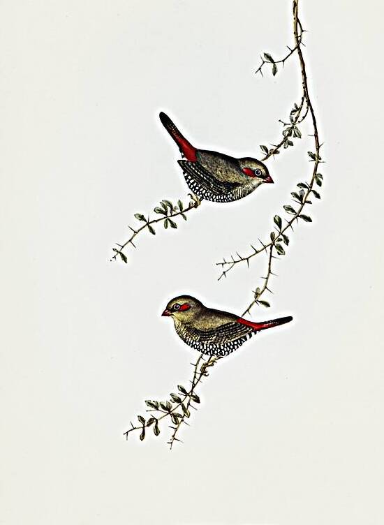Red-eared Finch Estrelda oculea illustrated by Elizabeth Gould 1804–1841 for John Gould’s 1804-1881 Birds of Australia  by IStockHistory com