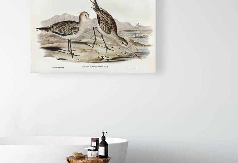 Barred-rumped Godwit Limosa uropygialis illustrated by Elizabeth Gould 1804–1841 for John Gould’s 1804-1881 Birds of Australia  by IStockHistory com