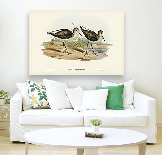 Marsh Sandpiper Totanus stagnatilis illustrated by Elizabeth Gould 1804–1841 for John Gould’s 1804-1881 Birds of Australia  by IStockHistory com