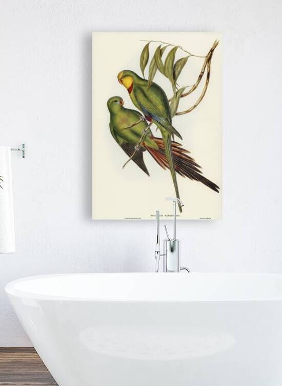 Black-tailed Parakeet Polytelis melanura illustrated by Elizabeth Gould 1804–1841 for John Gould’s 1804-1881 Birds of Australia  by IStockHistory com