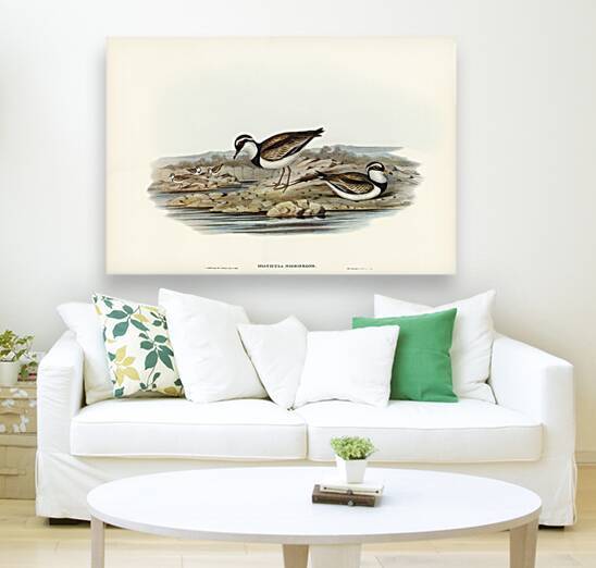Black-fronted Dottrel Hiaticula nigrifrons illustrated by Elizabeth Gould 1804–1841 for John Gould’s 1804-1881 Birds of Australia  by IStockHistory com