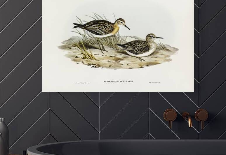 Australian Tringa Schoeniclus Australis illustrated by Elizabeth Gould 1804–1841 for John Gould’s 1804-1881 Birds of Australia  by IStockHistory com