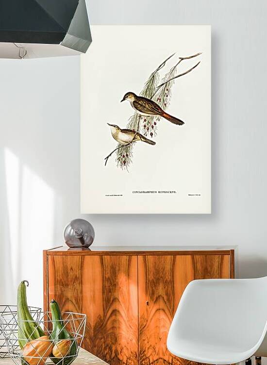 Rufous-tinted Songlark Cincloramphus rufescens illustrated by Elizabeth Gould 1804–1841 for John Gould’s 1804-1881 Birds of Australia  by IStockHistory com