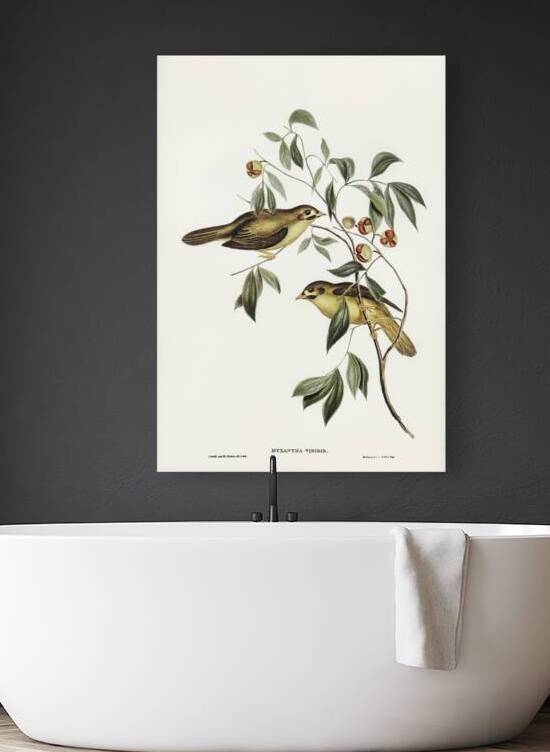 Australian Bell Bird Myzantha melanophrys illustrated by Elizabeth Gould 1804–1841 for John Gould’s 1804-1881 Birds of Australia  by IStockHistory com