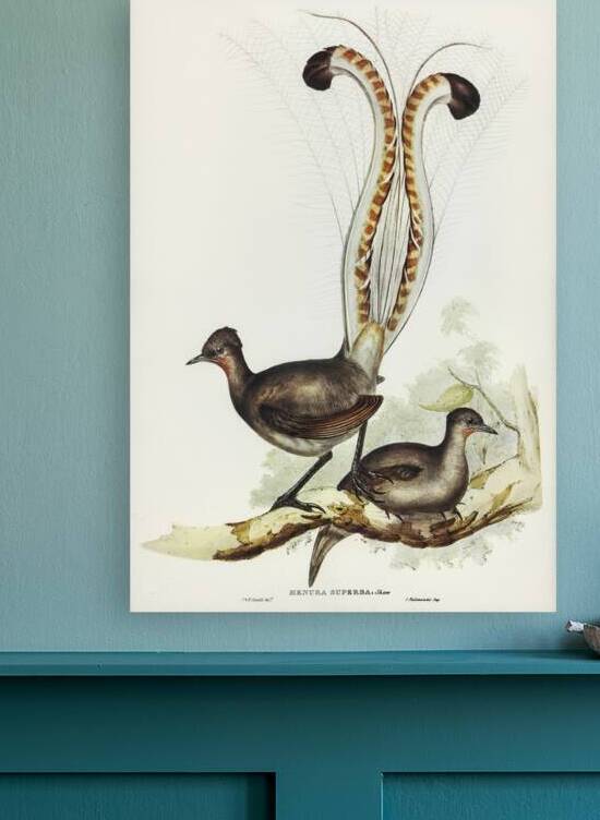 Lyre Bird Menura superba illustrated by Elizabeth Gould 1804–1841 for John Gould’s 1804-1881 Birds of Australia  by IStockHistory com