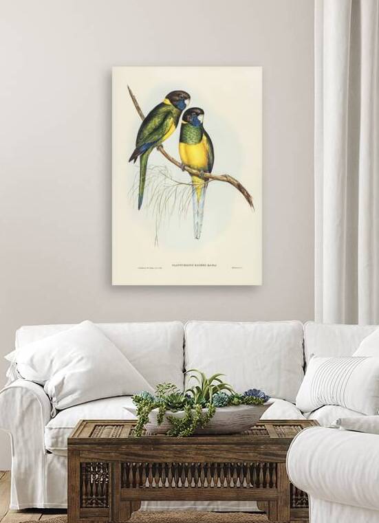 Bauers Parrakeet Platycercus Bauerii illustrated by Elizabeth Gould 1804–1841 for John Gould’s 1804-1881 Birds of Australia  by IStockHistory com