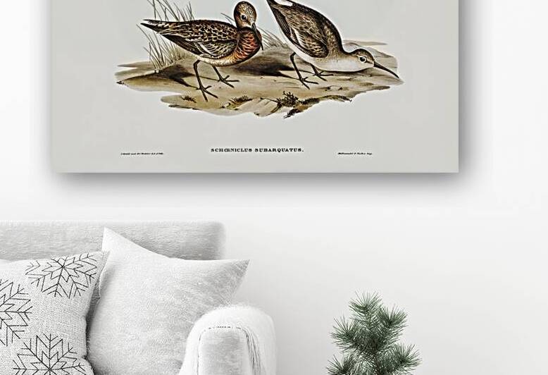 Curlew Sandpiper Schoeniclus subarquatus illustrated by Elizabeth Gould 1804–1841 for John Gould’s 1804-1881 Birds of Australia  by IStockHistory com