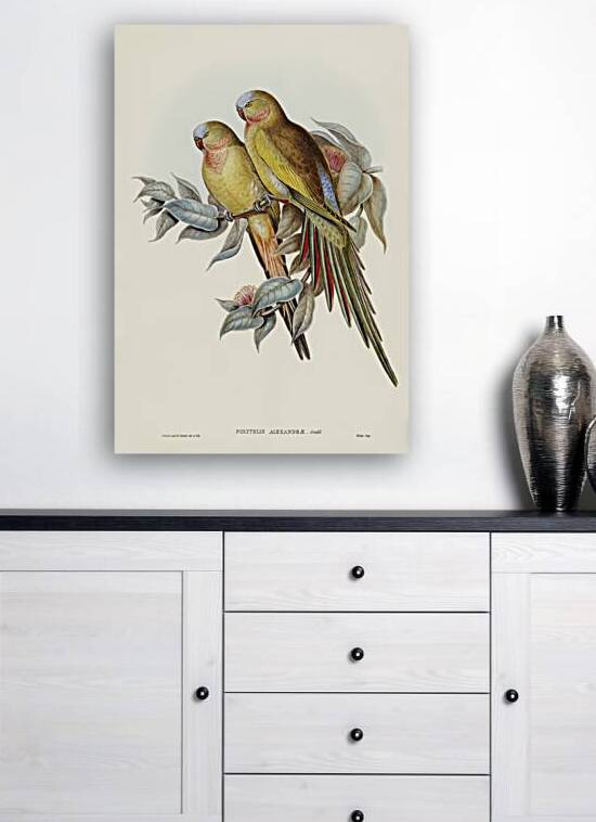 The Princess of Wales&39s Parakeet Polytelis Alexandrae illustrated by Elizabeth Gould 1804–1841 for John Gould’s 1804-1881 Birds of Australia  by IStockHistory com