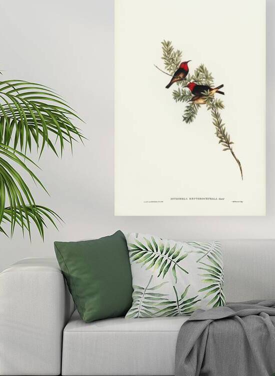 Red-headed Honey-eater Myzomela erythrocephala illustrated by Elizabeth Gould 1804–1841 for John Gould’s 1804-1881 Birds of Australia  by IStockHistory com