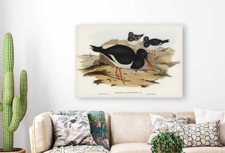 White-breasted Oyster-Catcher Haematopus longirostris illustrated by Elizabeth Gould 1804–1841 for John Gould’s 1804-1881 Birds of Australia  by IStockHistory com