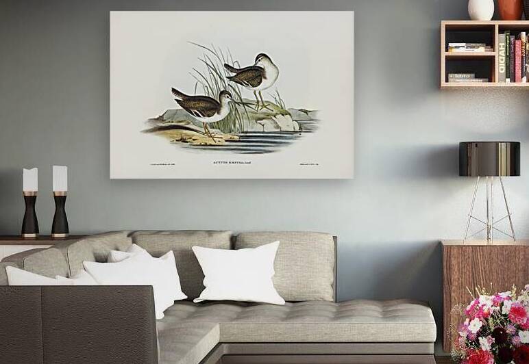 Fairy Sandpiper Actitis empusa illustrated by Elizabeth Gould 1804–1841 for John Gould’s 1804-1881 Birds of Australia  by IStockHistory com