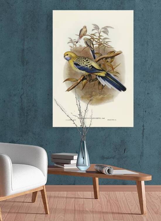 Blue-cheeked Parakeet Platycercus cyanogenys illustrated by Elizabeth Gould 1804–1841 for John Gould’s 1804-1881 Birds of Australia  by IStockHistory com