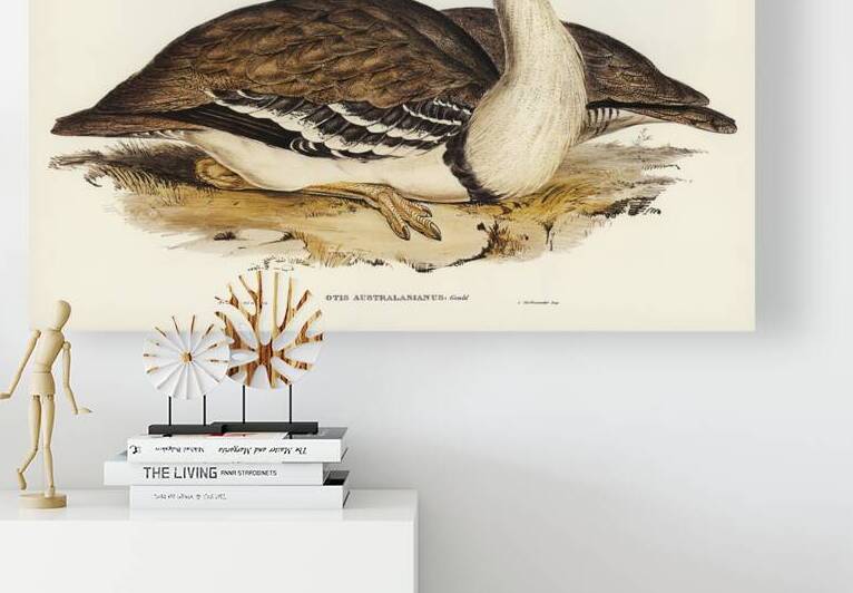 Australian Bustard Otis Australasianus illustrated by Elizabeth Gould 1804–1841 for John Gould’s 1804-1881 Birds of Australia  by IStockHistory com