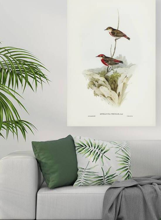 Tricoloured chat Ephthianura tricolor illustrated by Elizabeth Gould 1804–1841 for John Gould’s 1804-1881 Birds of Australia  by IStockHistory com