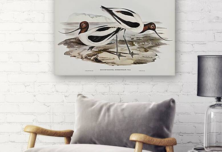 Red-necked Avocet Recurvirostris rubricollis illustrated by Elizabeth Gould 1804–1841 for John Gould’s 1804-1881 Birds of Australia  by IStockHistory com