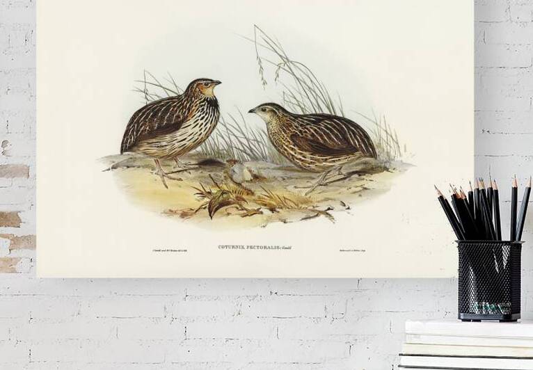 Pectoral Quail Coturnix pectoralis illustrated by Elizabeth Gould 1804–1841 for John Gould’s 1804-1881 Birds of Australia  by IStockHistory com